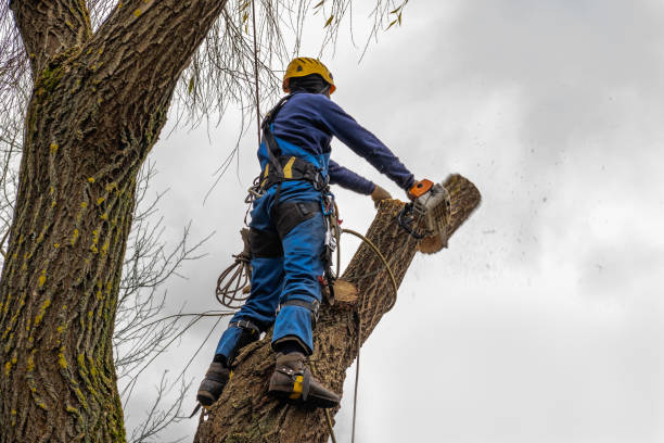 Best Tree Removal Near Me  in Graton, CA